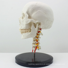 Crânio anatômico plástico de SKULL06 (12332) com modelo cervical da espinha